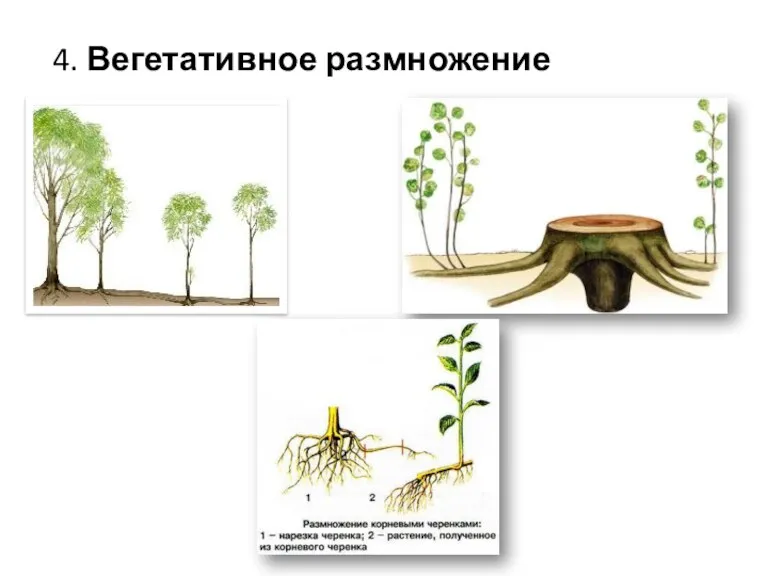 4. Вегетативное размножение