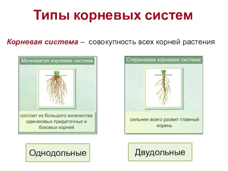 Корневая система – совокупность всех корней растения Типы корневых систем Двудольные Однодольные