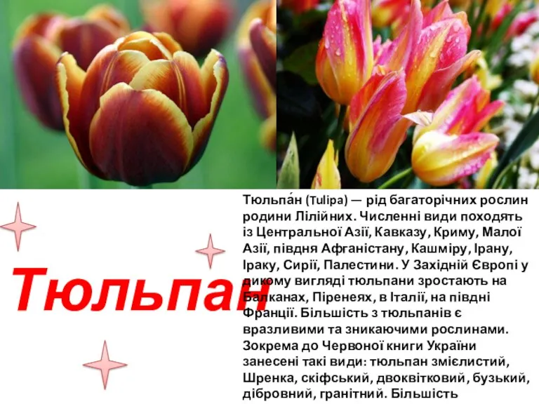 Тюльпан Тюльпа́н (Tulipa) — рід багаторічних рослин родини Лілійних. Численні види походять із