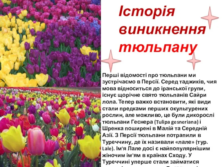 Історія виникнення тюльпану Перші відомості про тюльпани ми зустрічаємо в Персії. Серед таджиків,