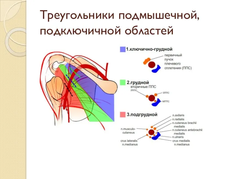 Треугольники подмышечной, подключичной областей