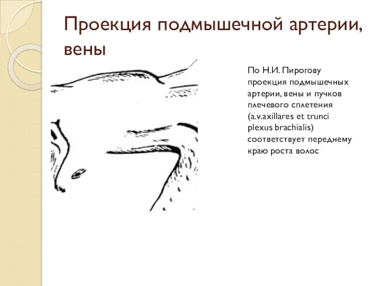 Проекция подмышечной артерии,вены По Н.И. Пирогову проекция подмышечных артерии, вены