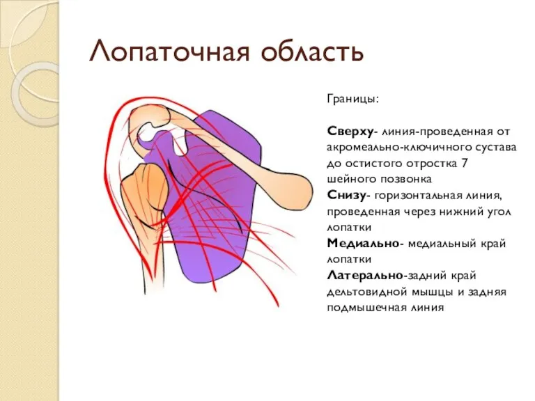 Лопаточная область Границы: Сверху- линия-проведенная от акромеально-ключичного сустава до остистого