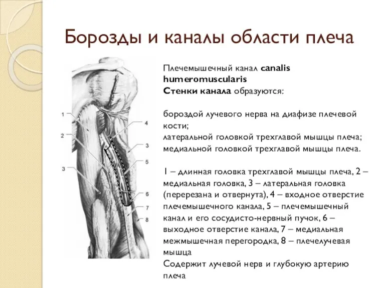 Борозды и каналы области плеча Плечемышечный канал canalis humeromuscularis Стенки