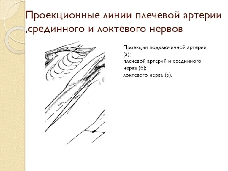 Проекционные линии плечевой артерии ,срединного и локтевого нервов Проекция подключичной