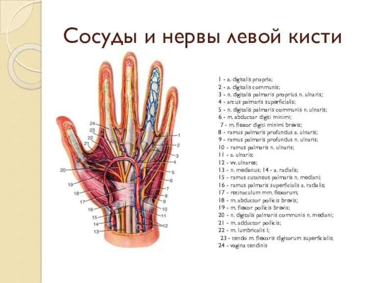 Сосуды и нервы левой кисти 1 - а. digitalis propria;
