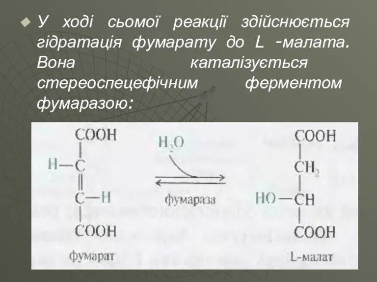 У ході сьомої реакції здійснюється гідратація фумарату до L -малата. Вона каталізується стереоспецефічним ферментом фумаразою: