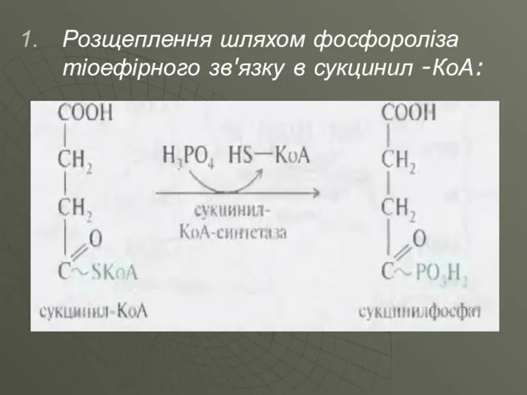 Розщеплення шляхом фосфороліза тіоефірного зв'язку в сукцинил -КоА: