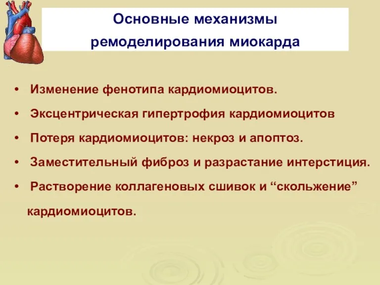 Изменение фенотипа кардиомиоцитов. Эксцентрическая гипертрофия кардиомиоцитов Потеря кардиомиоцитов: некроз и