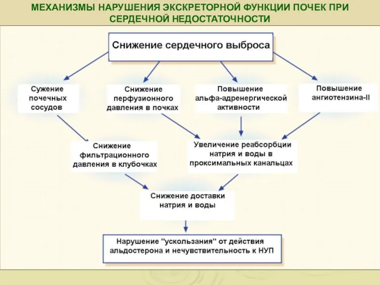 МЕХАНИЗМЫ НАРУШЕНИЯ ЭКСКРЕТОРНОЙ ФУНКЦИИ ПОЧЕК ПРИ СЕРДЕЧНОЙ НЕДОСТАТОЧНОСТИ