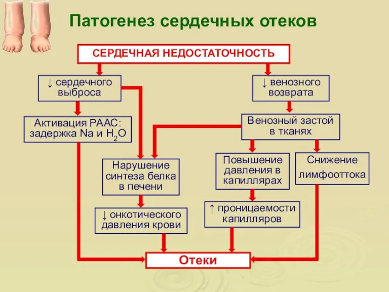 Патогенез сердечных отеков