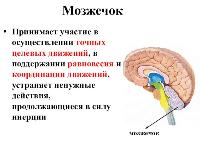 Мозжечок мозжечок Принимает участие в осуществлении точных целевых движений, в