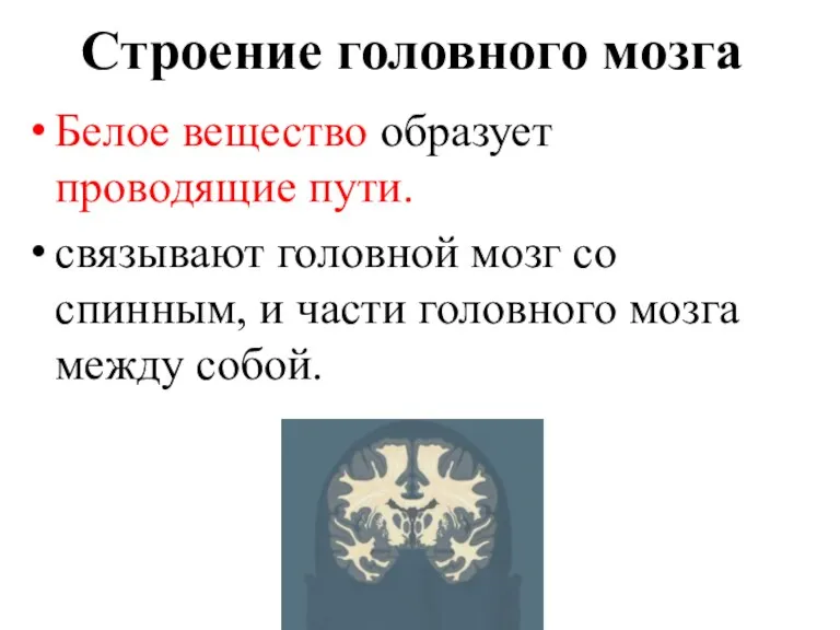 Строение головного мозга Белое вещество образует проводящие пути. связывают головной