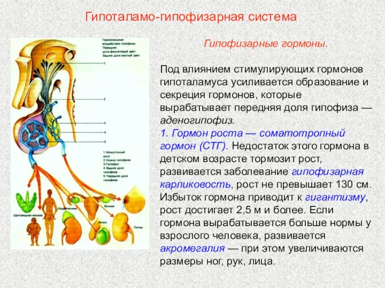 Гипофизарные гормоны. Под влиянием стимулирующих гормонов гипоталамуса усиливается образование и