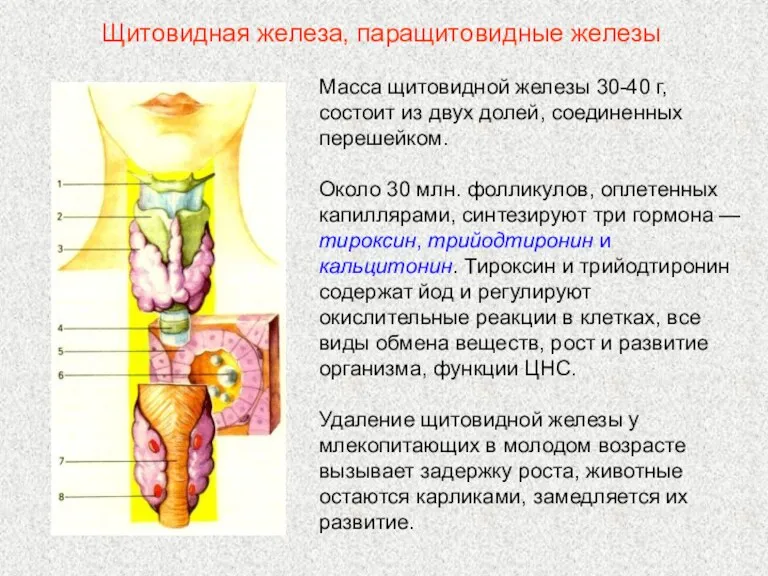 Масса щитовидной железы 30-40 г, состоит из двух долей, соединенных