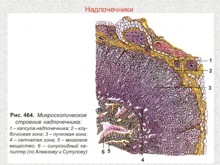 Надпочечники