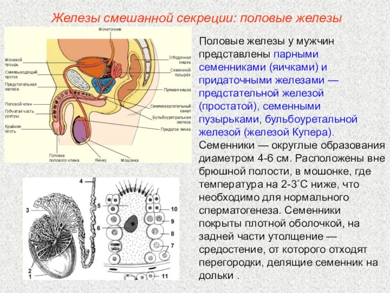 Железы смешанной секреции: половые железы Половые железы у мужчин представлены