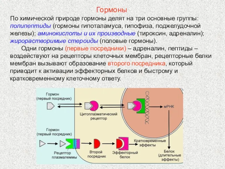 По химической природе гормоны делят на три основные группы: полипептиды