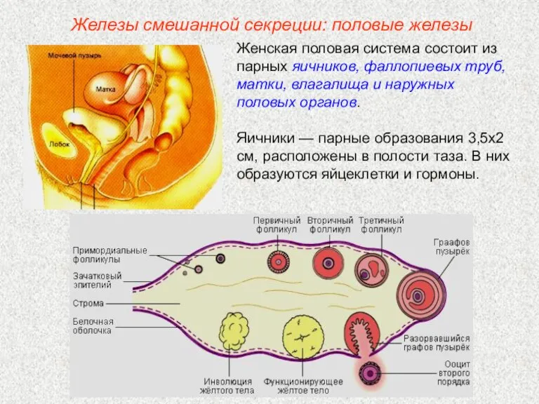 Женская половая система состоит из парных яичников, фаллопиевых труб, матки,