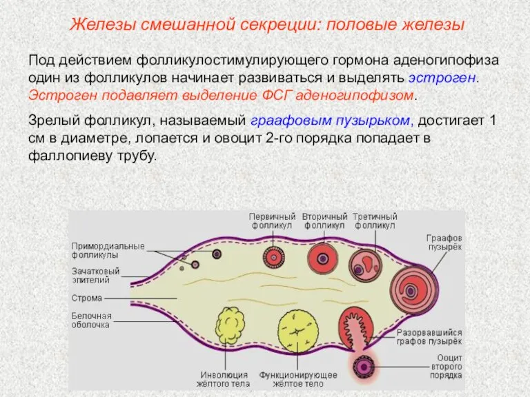 Под действием фолликулостимулирующего гормона аденогипофиза один из фолликулов начинает развиваться