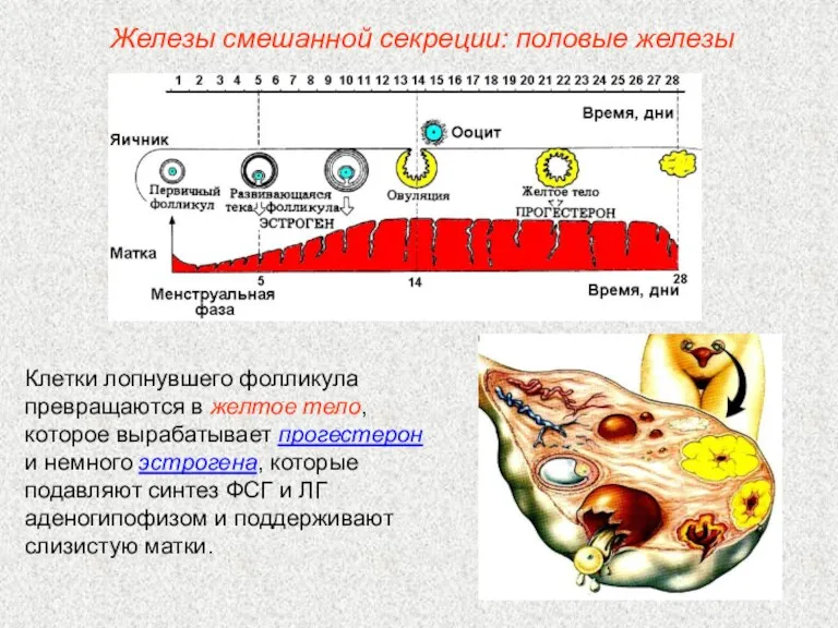 Клетки лопнувшего фолликула превращаются в желтое тело, которое вырабатывает прогестерон