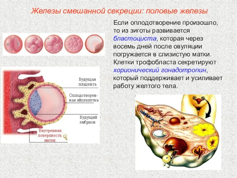 Если оплодотворение произошло, то из зиготы развивается бластоциста, которая через