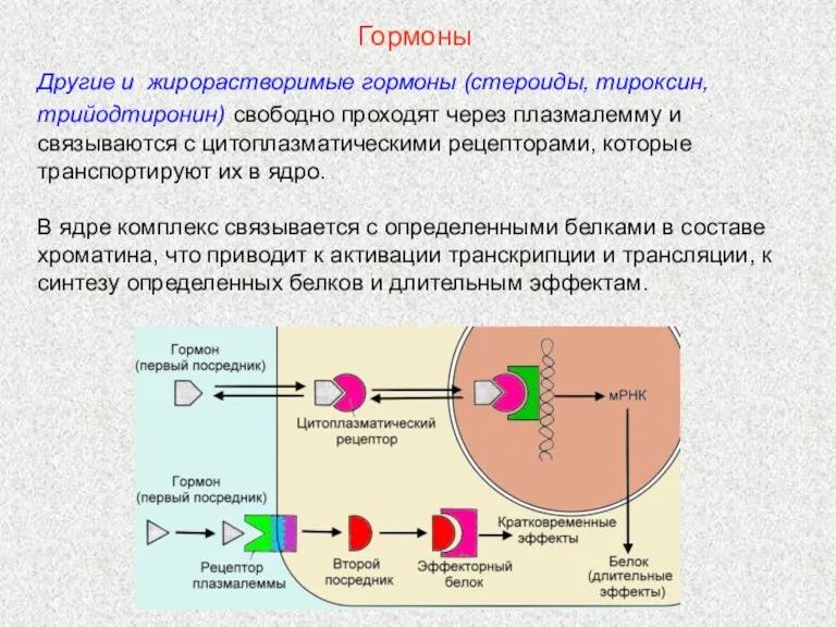 Другие и жирорастворимые гормоны (стероиды, тироксин, трийодтиронин) свободно проходят через