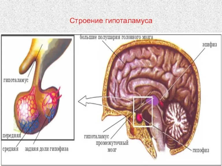 Строение гипоталамуса