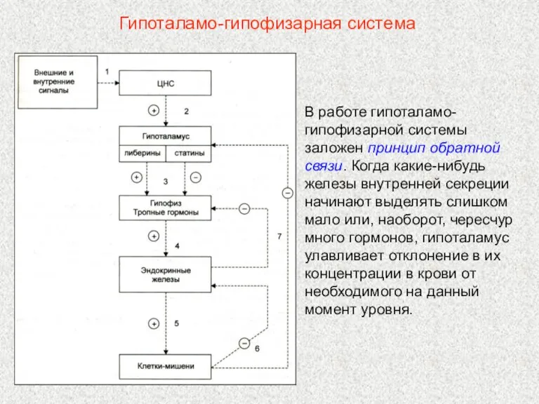 В работе гипоталамо-гипофизарной системы заложен принцип обратной связи. Когда какие-нибудь