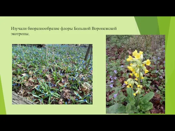 Изучали биоразнообразие флоры Большой Воронежской экотропы.