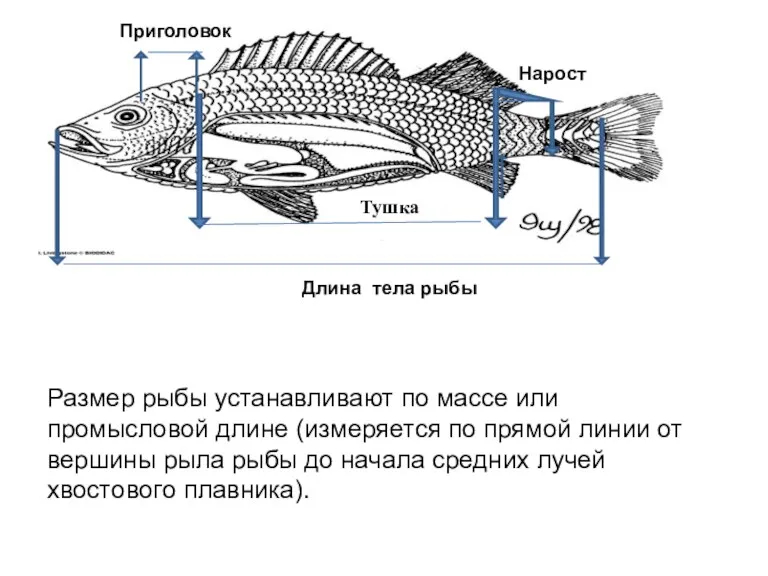 Размер рыбы устанавливают по массе или промысловой длине (измеряется по