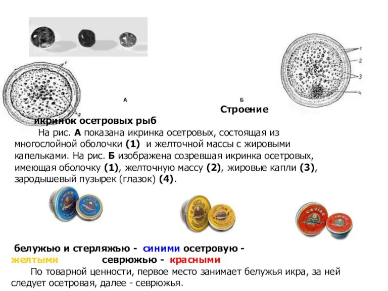 А Б Строение икринок осетровых рыб На рис. А показана
