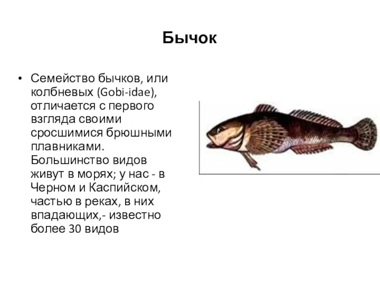 Бычок Семейство бычков, или колбневых (Gobi-idae), отличается с первого взгляда