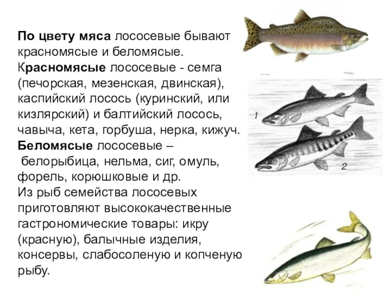 По цвету мяса лососевые бывают красномясые и беломясые. Красномясые лососевые