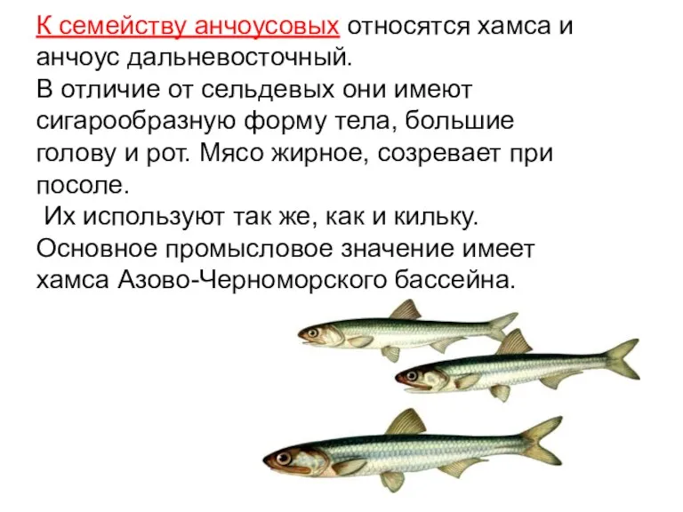 К семейству анчоусовых относятся хамса и анчоус дальневосточный. В отличие