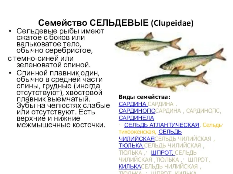 Семейство СЕЛЬДЕВЫЕ (Clupeidae) Сельдевые рыбы имеют сжатое с боков или