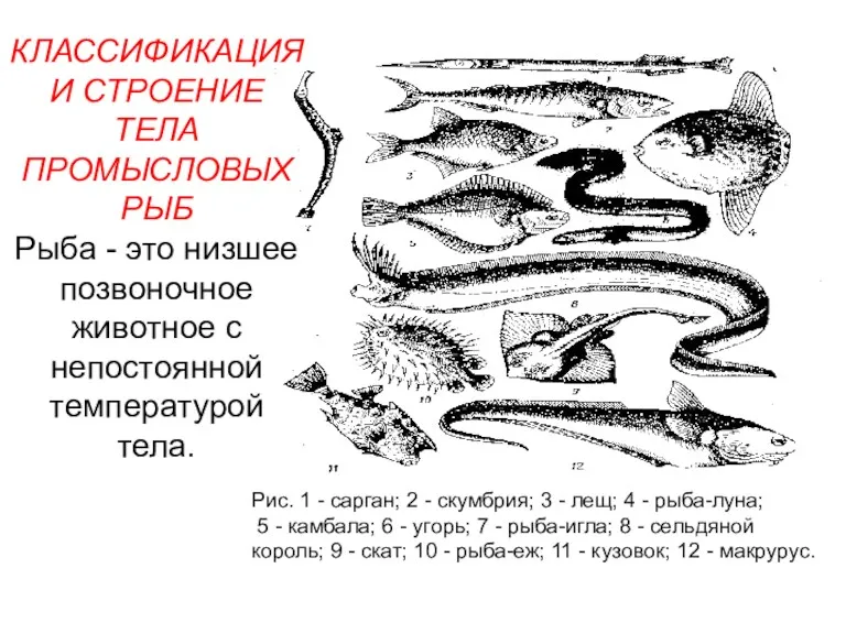 КЛАССИФИКАЦИЯ И СТРОЕНИЕ ТЕЛА ПРОМЫСЛОВЫХ РЫБ Рыба - это низшее