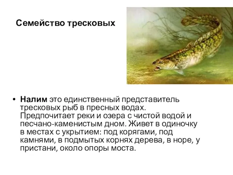 Семейство тресковых Налим это единственный представитель тресковых рыб в пресных