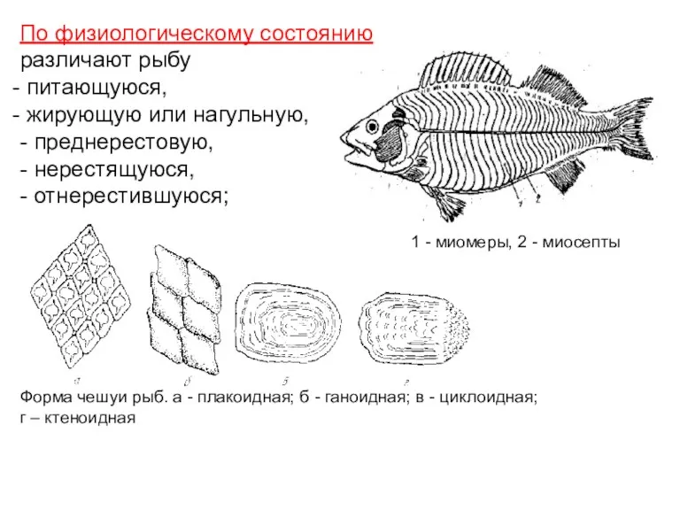 По физиологическому состоянию различают рыбу питающуюся, жирующую или нагульную, -