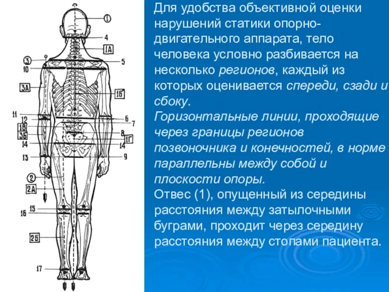 Для удобства объективной оценки нарушений статики опорно-двигательного аппарата, тело человека