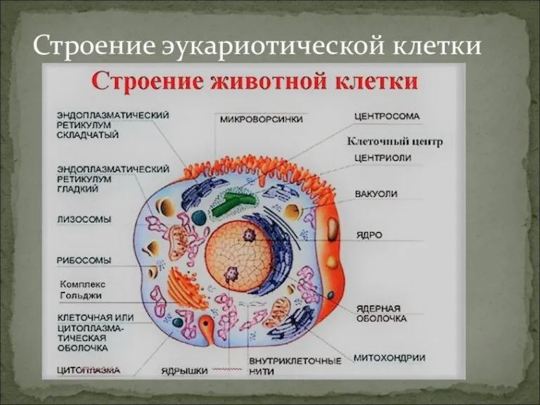 Строение эукариотической клетки