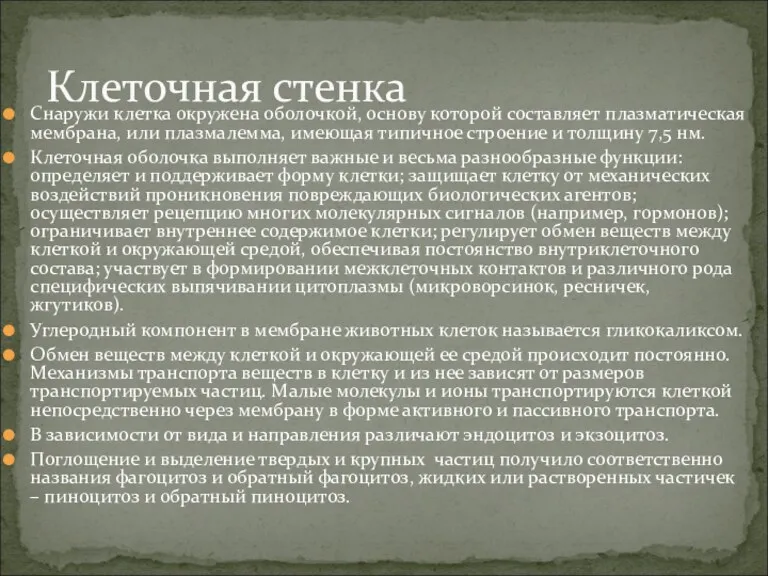 Снаружи клетка окружена оболочкой, основу которой составляет плазматическая мембрана, или