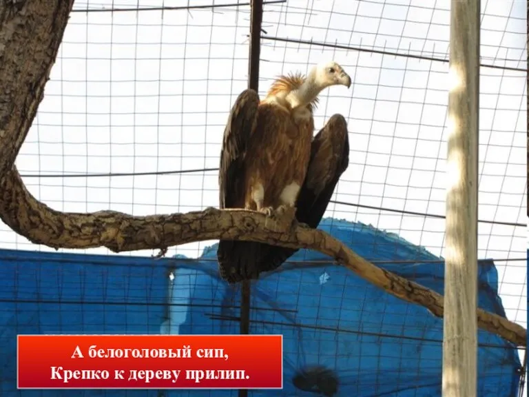 А белоголовый сип, Крепко к дереву прилип.