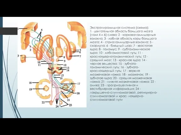 Экстрапирамидная система (схема): 1 - двигательная область большого мозга (поля