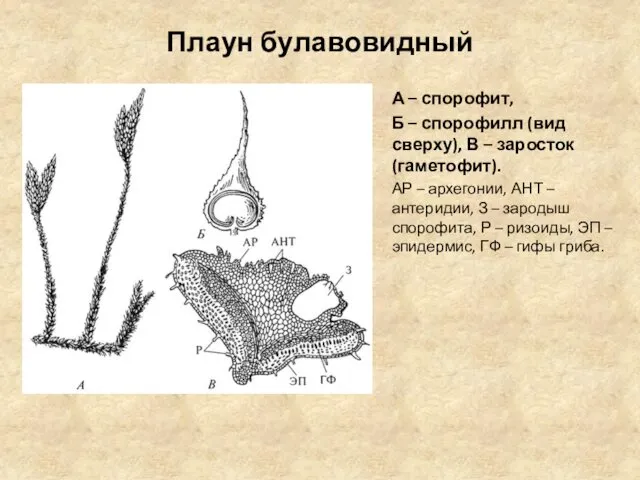 Плаун булавовидный А – спорофит, Б – спорофилл (вид сверху),