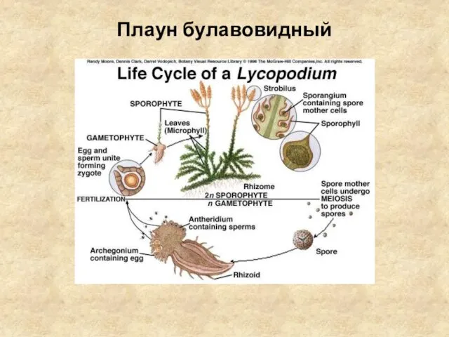 Плаун булавовидный