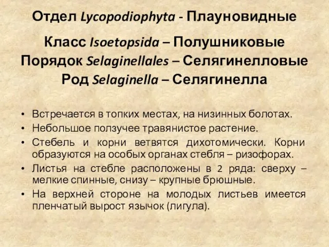 Отдел Lycopodiophyta - Плауновидные Класс Isoetopsida – Полушниковые Порядок Selaginellales