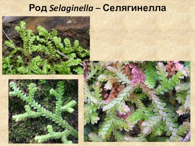 Род Selaginella – Селягинелла