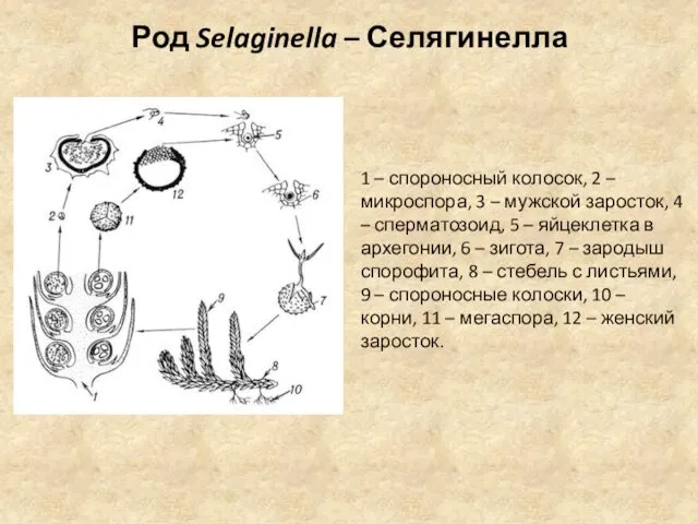 Род Selaginella – Селягинелла 1 – спороносный колосок, 2 –