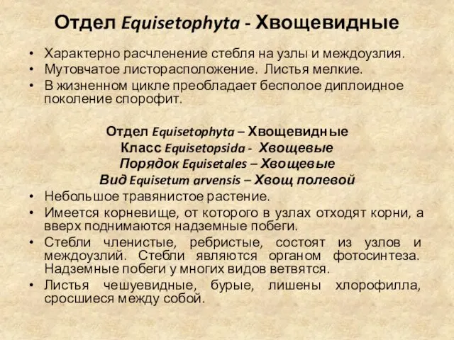 Отдел Equisetophyta - Хвощевидные Характерно расчленение стебля на узлы и